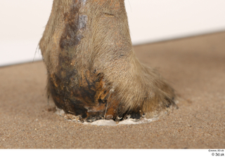 Striped Hyena Hyaena hyaena foot 0023.jpg